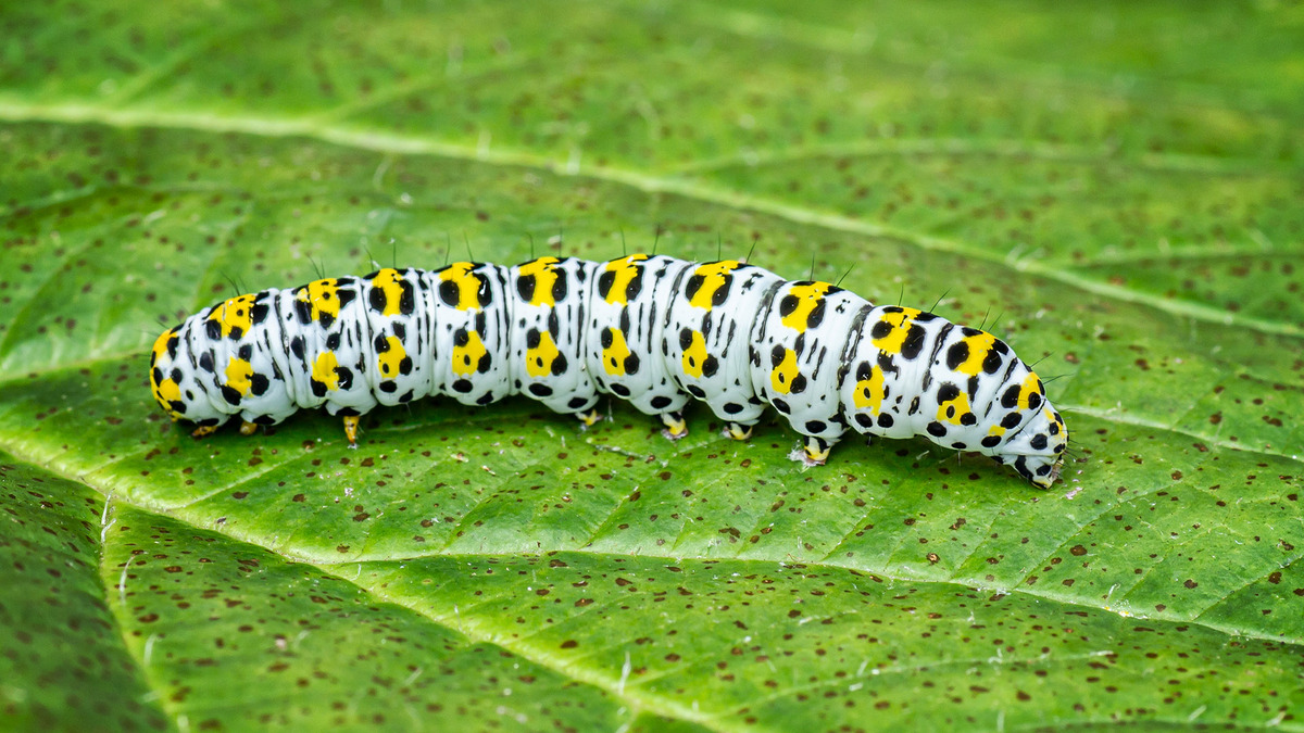 Mullein Moth Caterpillar